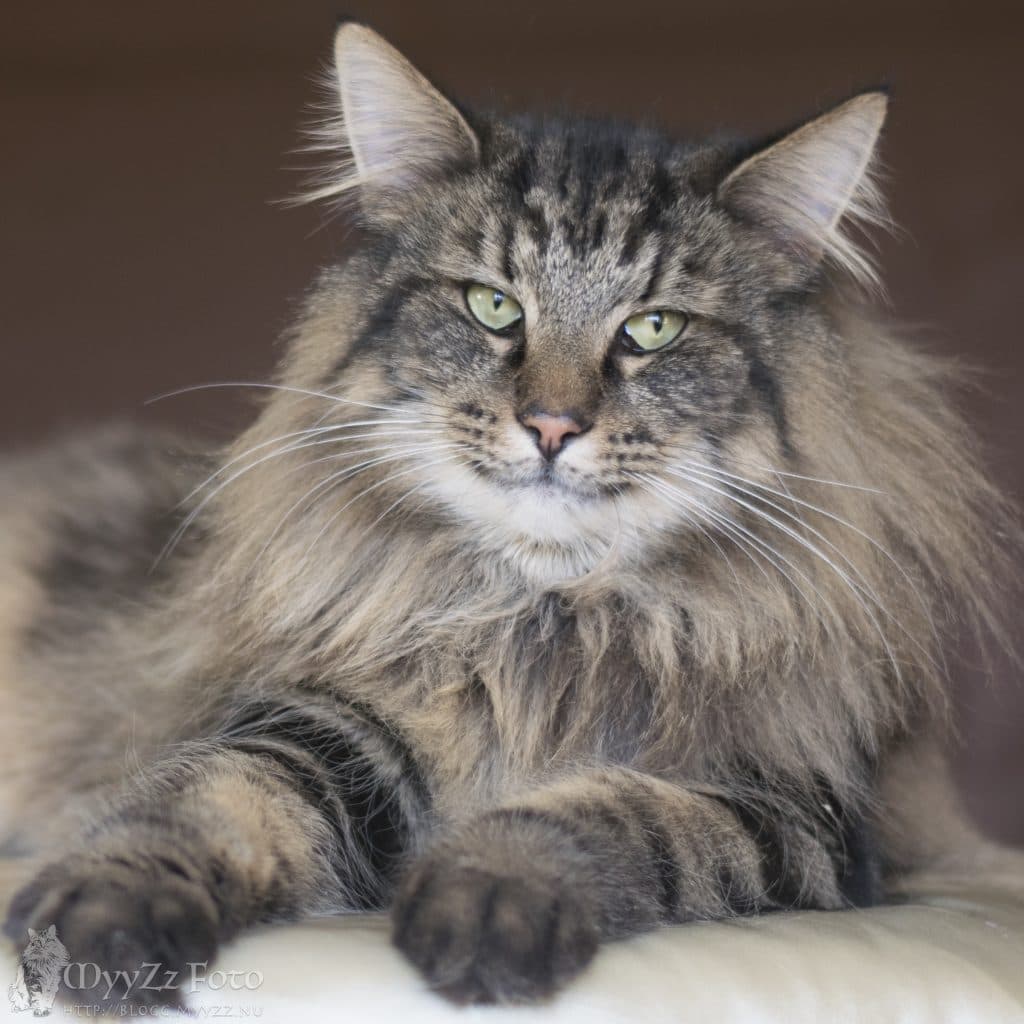 Bruntabby Norsk Skogkatt i närbild framifrån