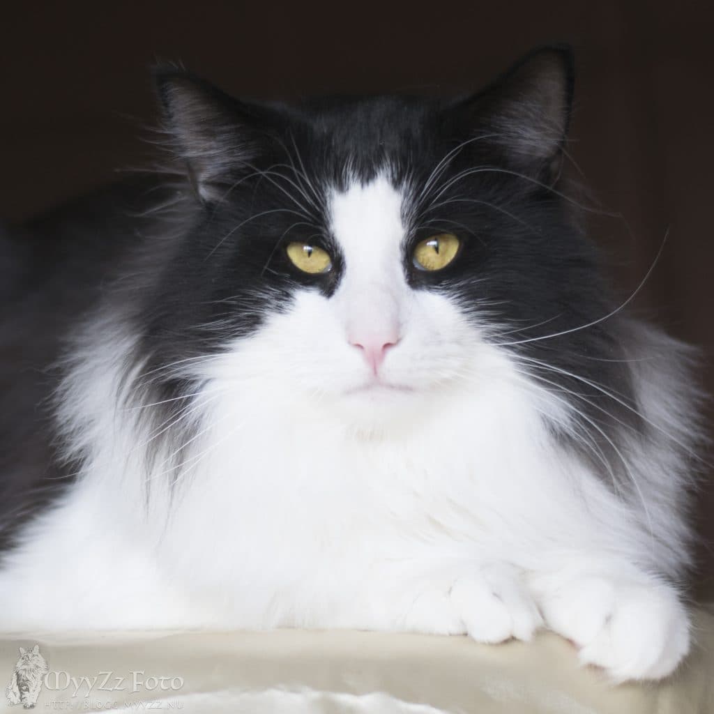Svartvit Norsk Skogkatt närbild tagen rakt framifrån