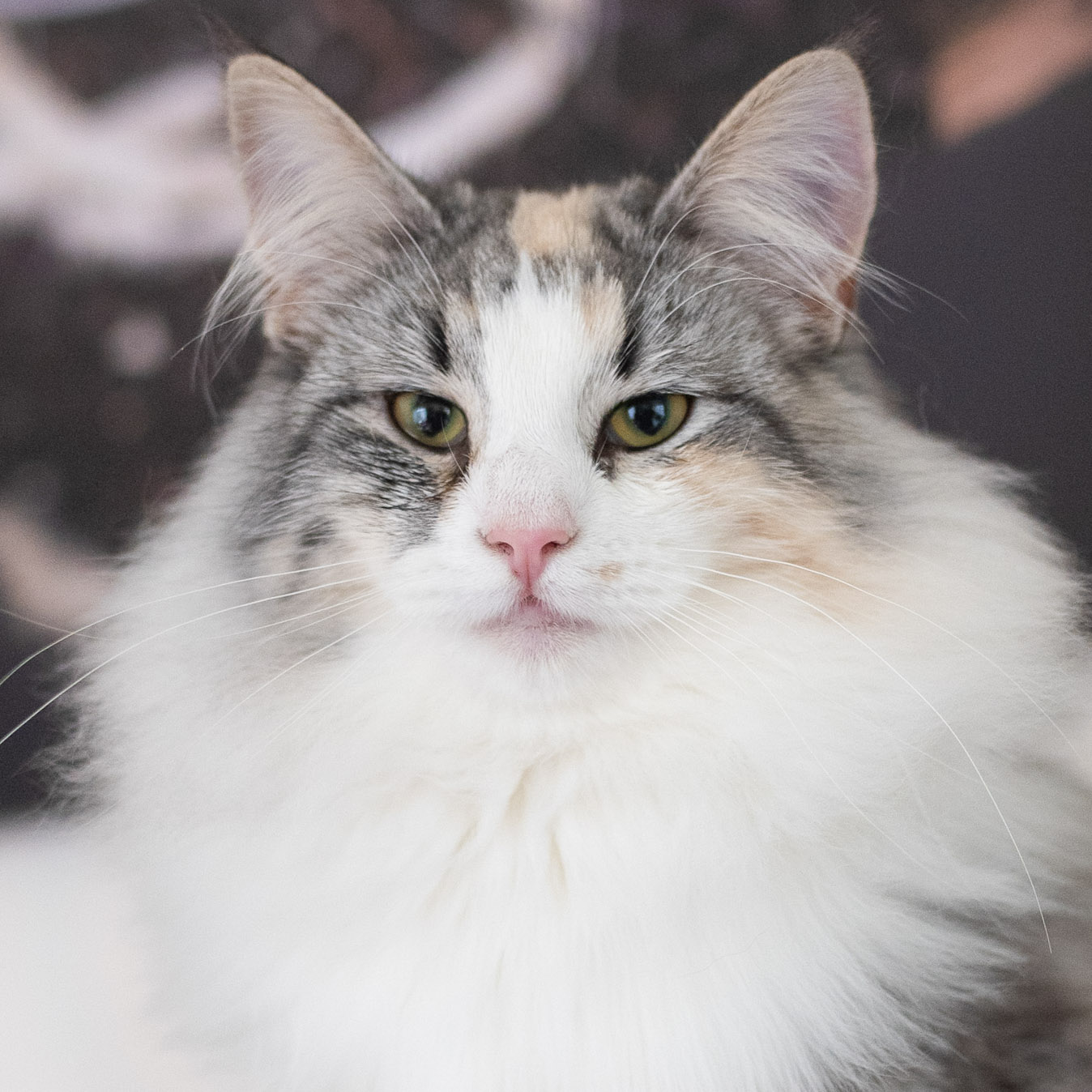 Sköldpaddsfärgad Norsk skogkatt i närbild